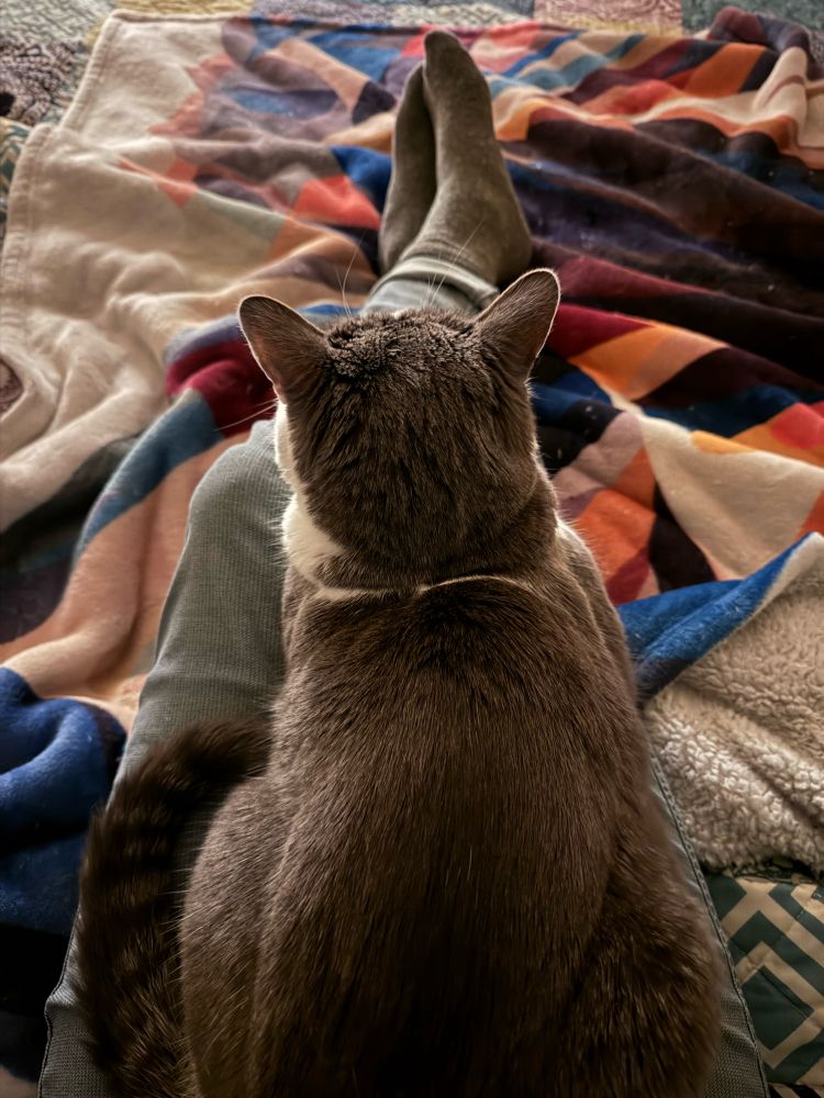 While sitting on top of the blankets on their bed, a grey and white cat lays on their humans lap.