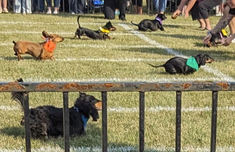Five wiener dogs racing toward the finish line in a race on the grass. Three are mostly black, one is dark brown, and one is butterscotch.