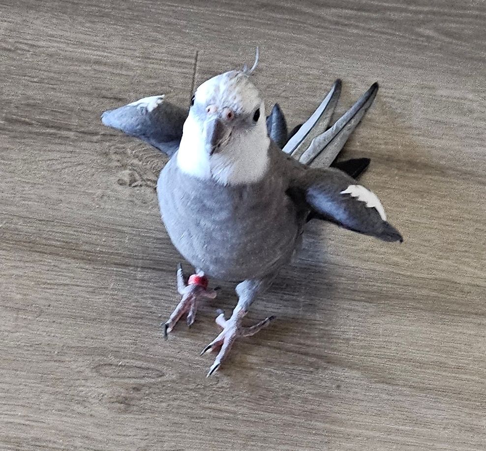 Sir mouse boasting his hearty wings