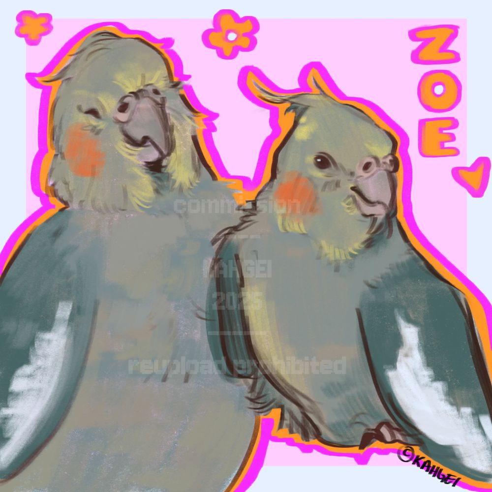 painted sketches of a female cockatiel named zoe
