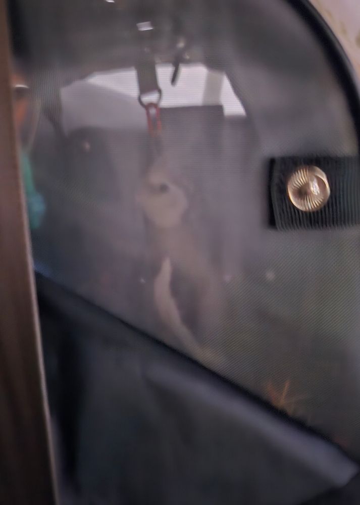 A blurry picture of my cockatiel mr mouse in his backpack carrier in the car when we were leaving for our trip