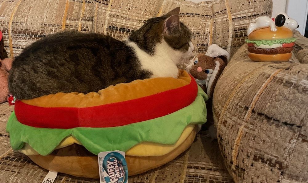 Weiß-getigerter Kater sitzt auf einem großen Burger aus Plüsch auf der Couch. Vor ihm eine kleine Keramik-Spardose mit dem Motiv: Beagle Snoopy liegt auf einem Burger.