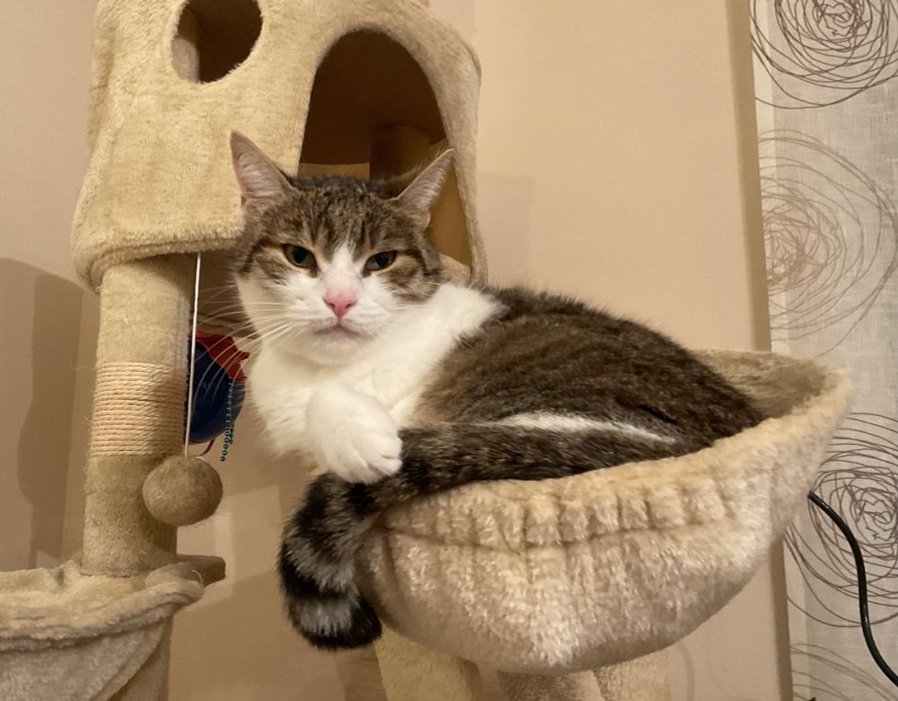 Weiß-getigerter Kater liegt im Körbchen des beigen Kratzbaums und schaut in die Kamera.