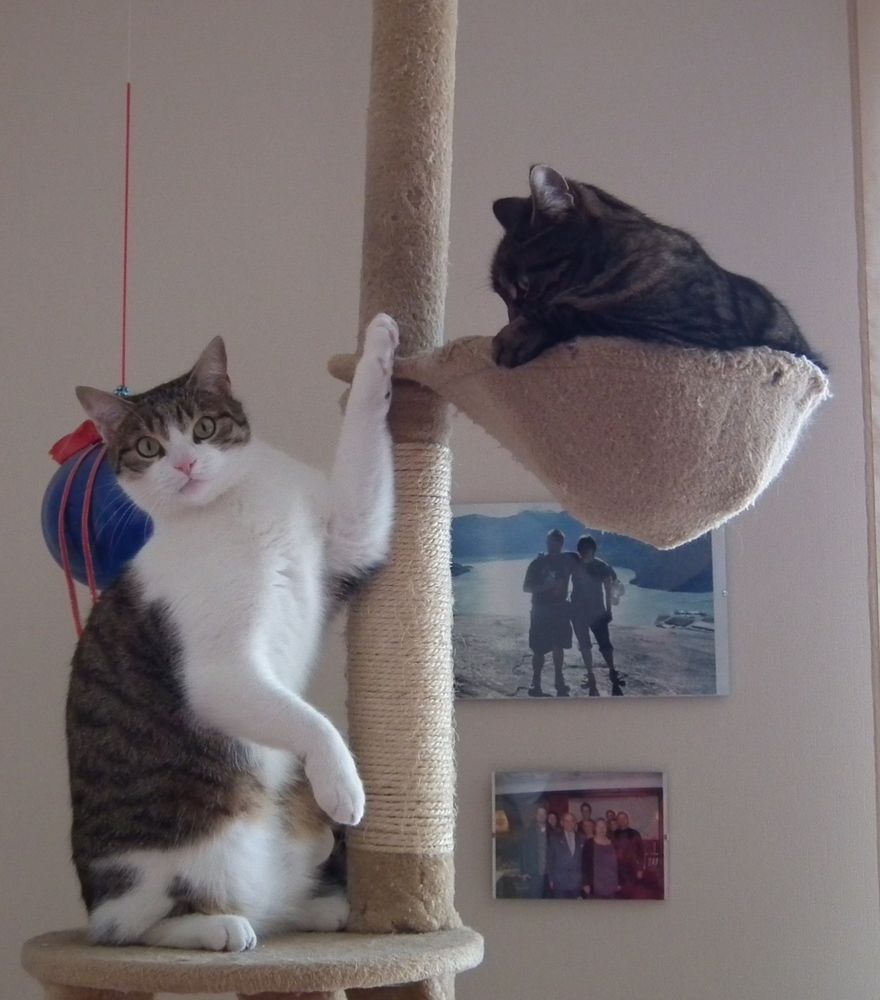 Getigerte Katze sitzt im Körbchen und schaut zum weiß-getigerten Kater, der unter ihr auf dem Podest des Kratzbaums sitzt und mit großen Augen in die Kamera schaut, eine Pfote nach oben.