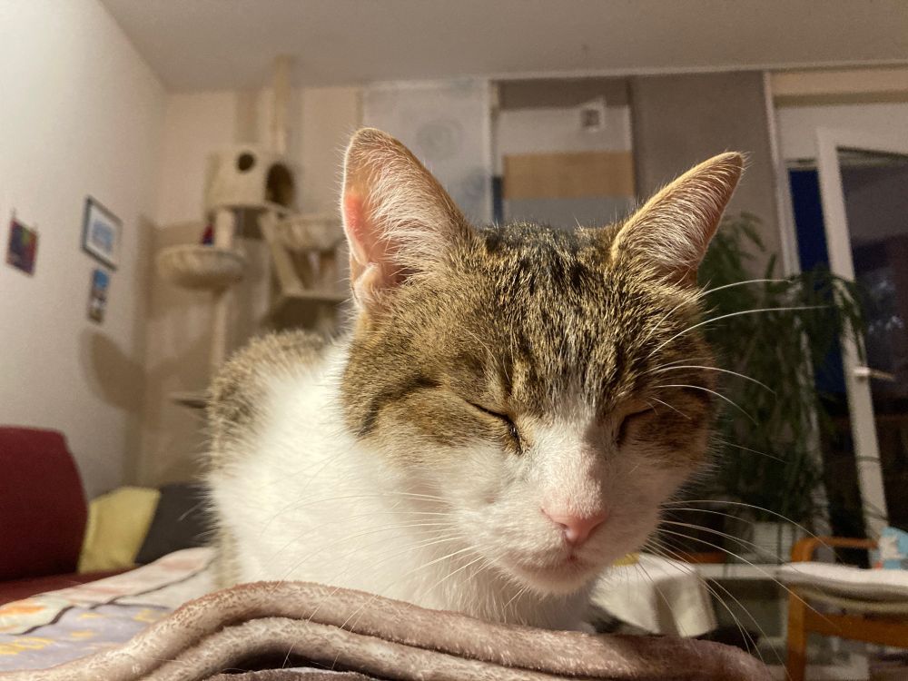 Weiß-getigerter Kater kauert auf einer Decke auf der Couch und hat die Augen geschlossen. Er wirkt mitgenommen. Im Hintergrund der Kratzbaum und eine Fensterfront mit Gardinen.