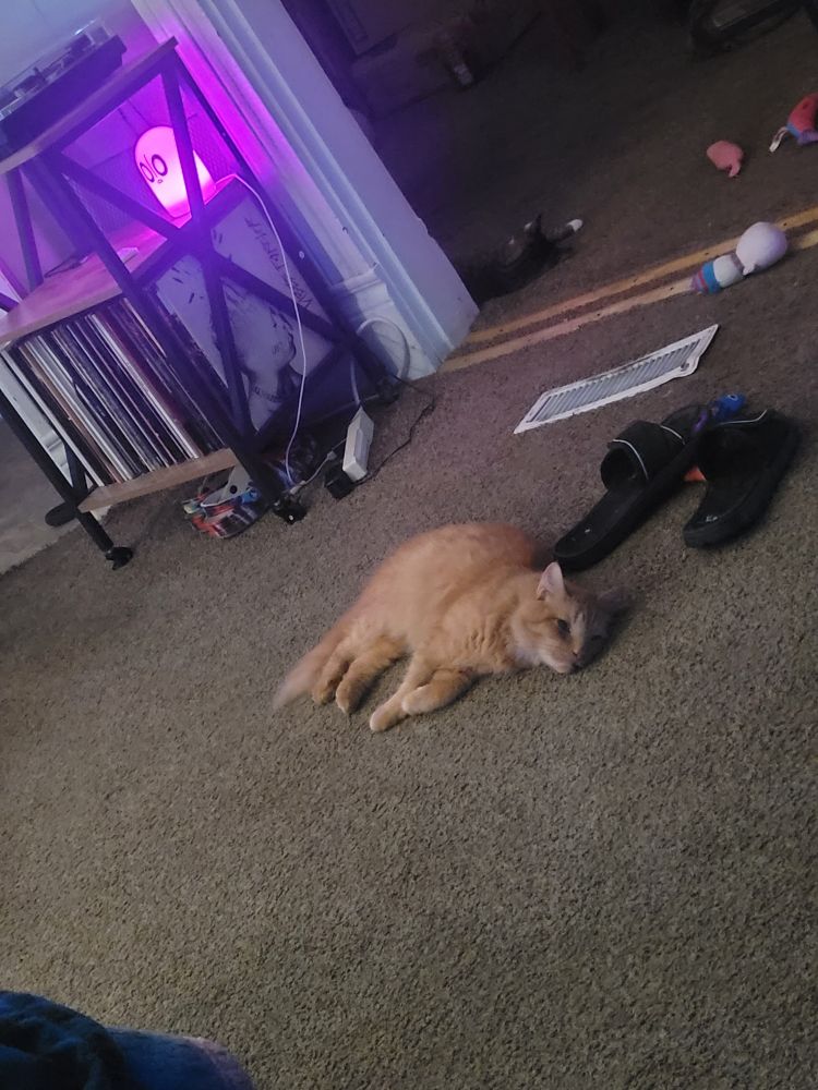 our orange cat peaches laying on our floor
