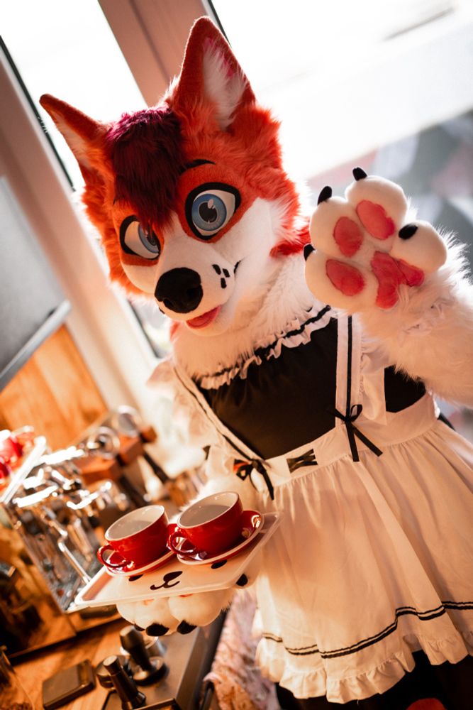 A red husky fursuiter in a maid dress carrying two (empty) cups on a little doggy themed tray.