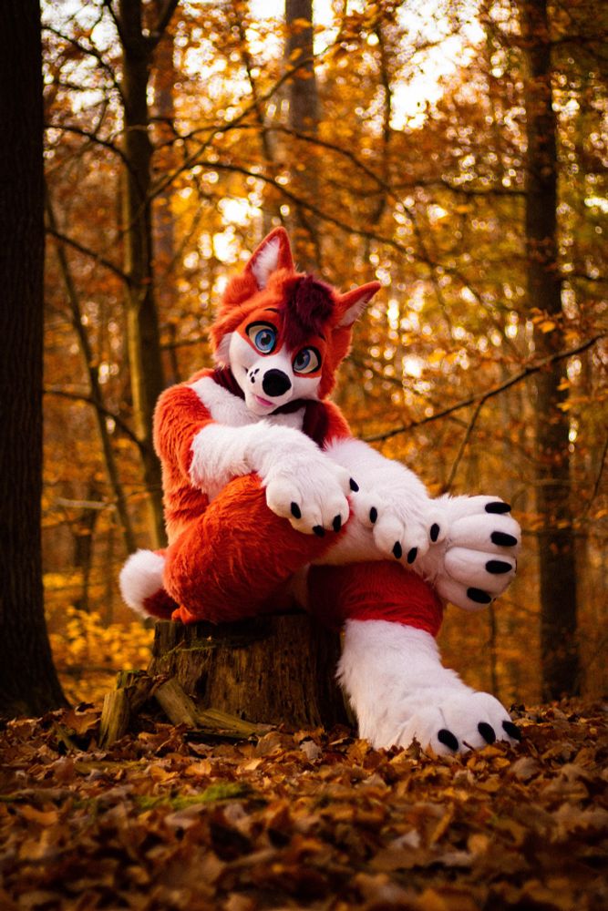 Red Husky fursuiter sitting on a treestump in a lush forest in autumn.