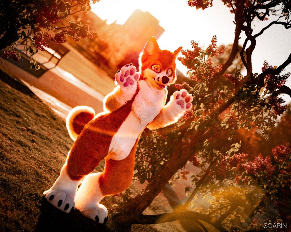 Red Husky fursuiter at sundawn in the park, striking a pose. yay. 
