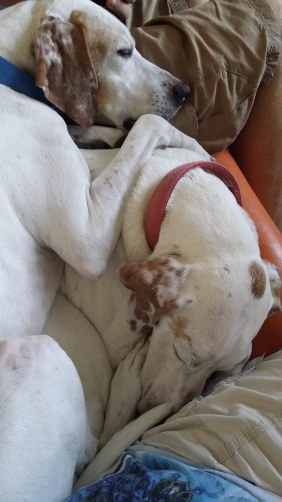 the same two white dogs curled up & sleeping one atop the other, between to humans sitting on a small sofa.