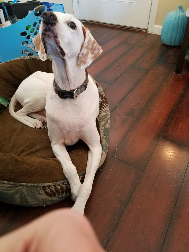 A white Pointer dog with tan spots on his ears is lying on a large brown dog bed. his front paws are crossed elegantly and he is looking up at the camera as if to ask 'whaaaaaat did you just say?!'
