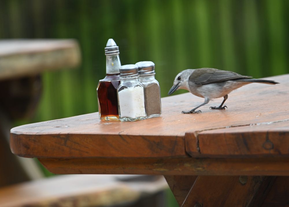 grey shrikethrush looking for food on a picnic table looking at salt, pepper, soy sauce(?)
