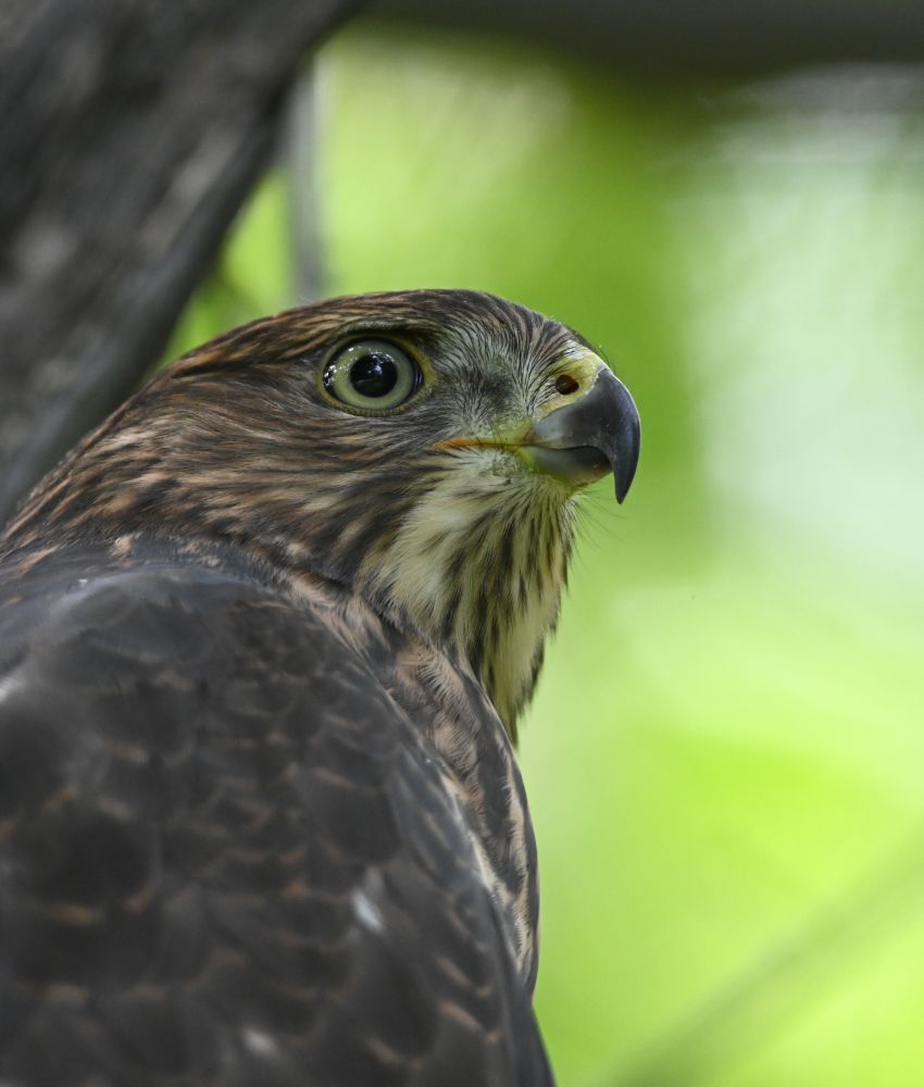 Closeup portrait of a brown accipitrid hawk