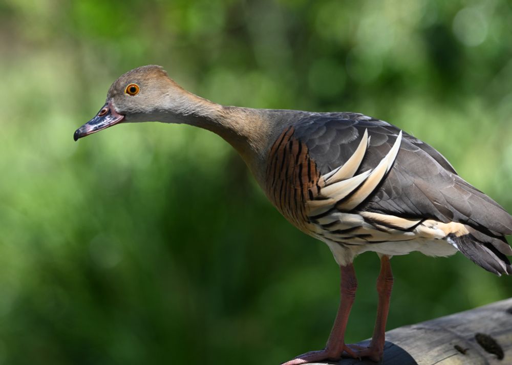 long-necked brownish duck with red-orange iris, yellow eye ring, vermiculated red-rbwon breasy, sandy-brown feather plumes curling up from flanks toward grayish back