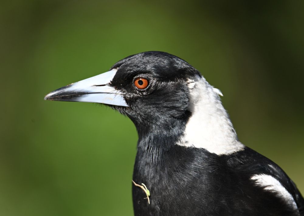portrait of an Australian magpie