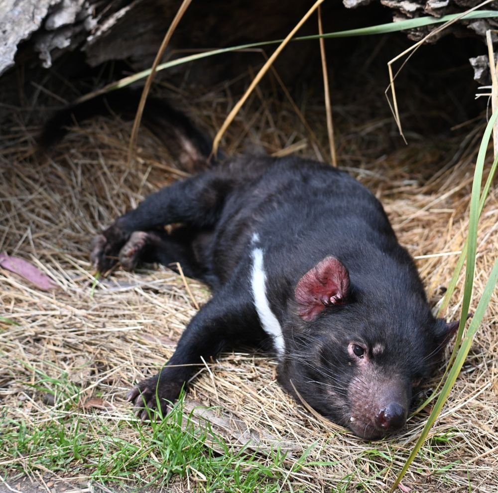 tasmanian devil at a wildlife rescue center