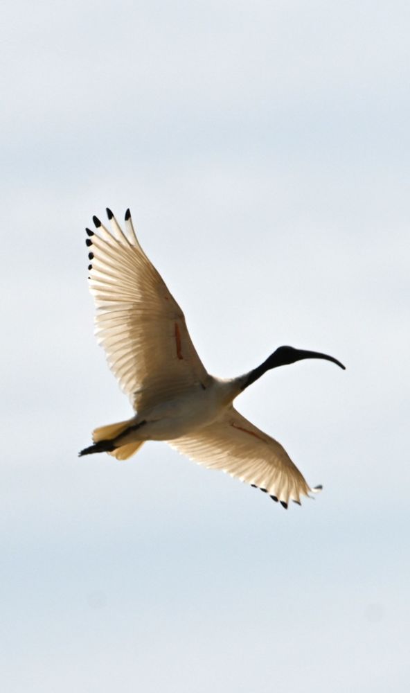 Australian ibis soaring