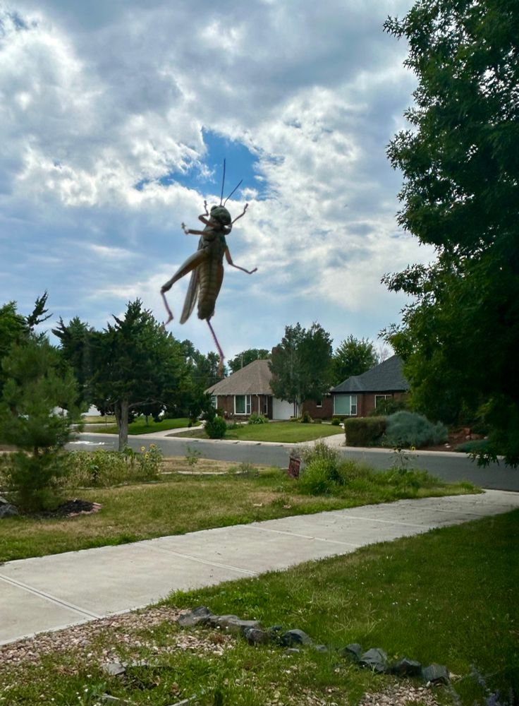 grasshopper climbing on the glass of our picture window, framed to suggest it is a kaiju stomping around down the block 