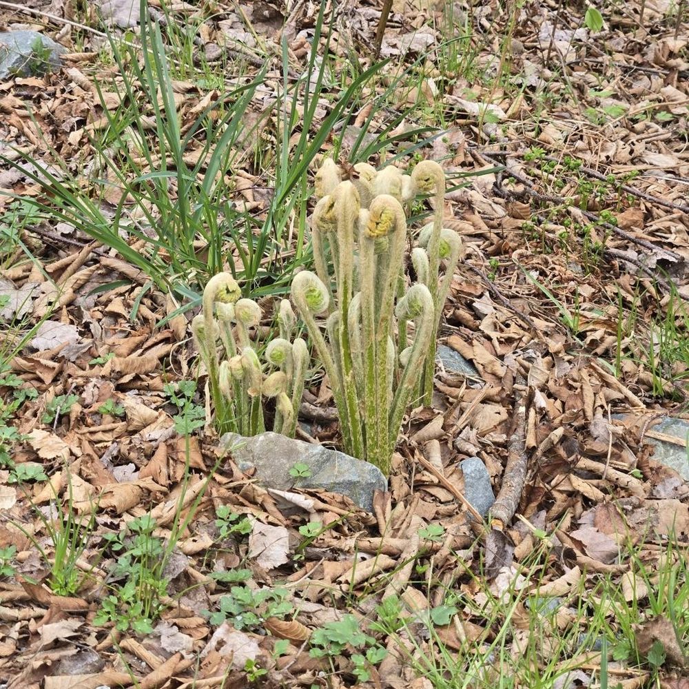 A cluster of fiddleheads