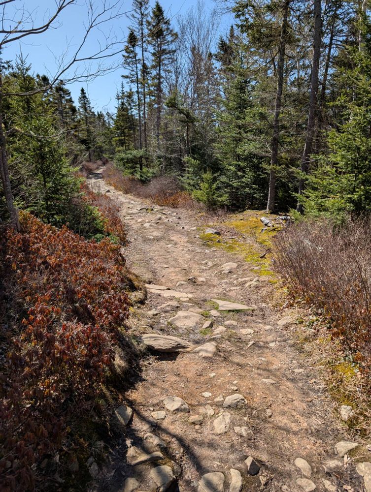 Rocky path in the woods