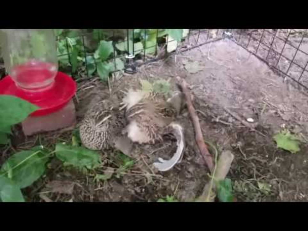 Coturnix Quail - Mating