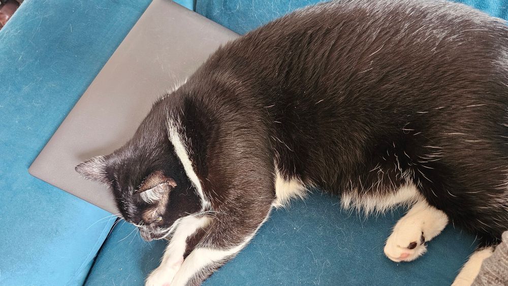Foto de um gato frajola dormindo em cima de um notebook fechado no sofá 