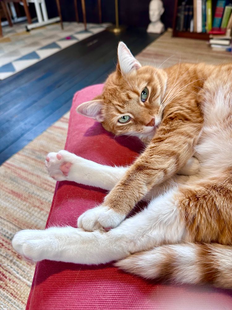 Orange kitty on pink footstool 