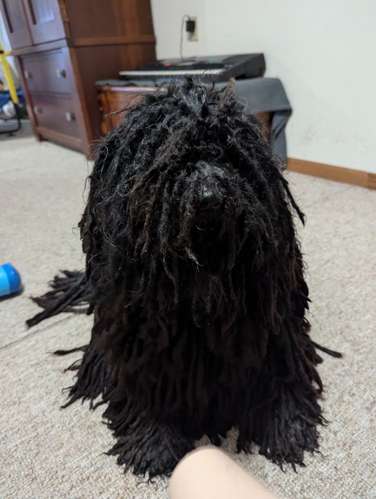 A corded puli, post-bath, staring into camera as she gets blow dried.