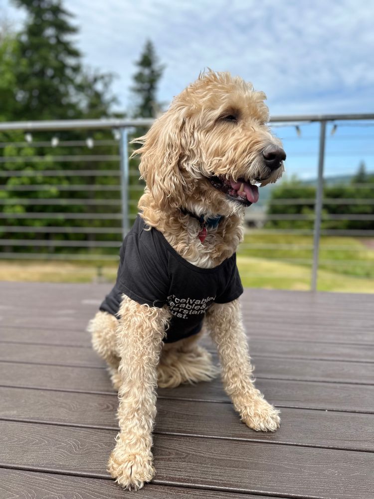 A tan and white labradoodle in a black t-shirt that says “Perceivable & Operable & Understandable & Robust”