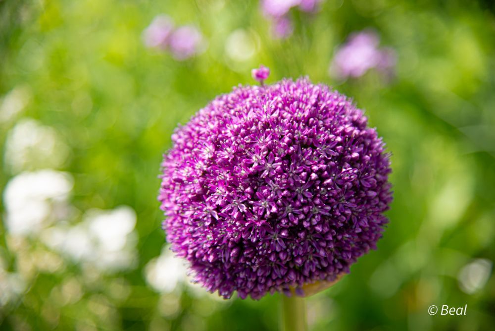 Ail géant de l'Himalaya : boule violette composée brins violets