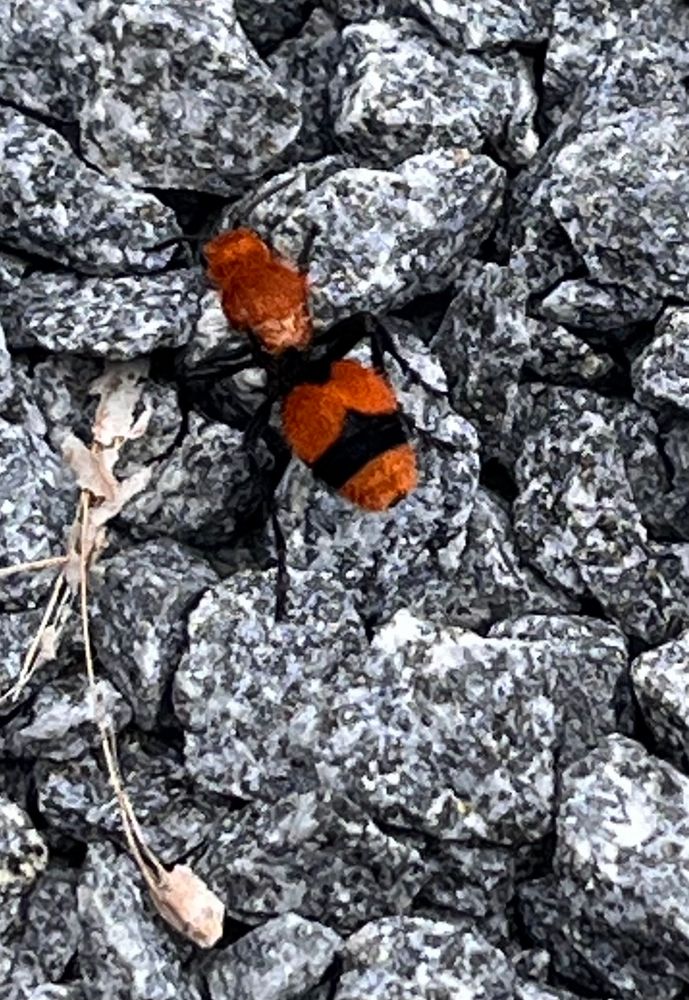 Close up of insect that looks like an ant. No wings. Dark red-orange with a black barlike marking on its thorax and black legs. It's crawling on gravel. 