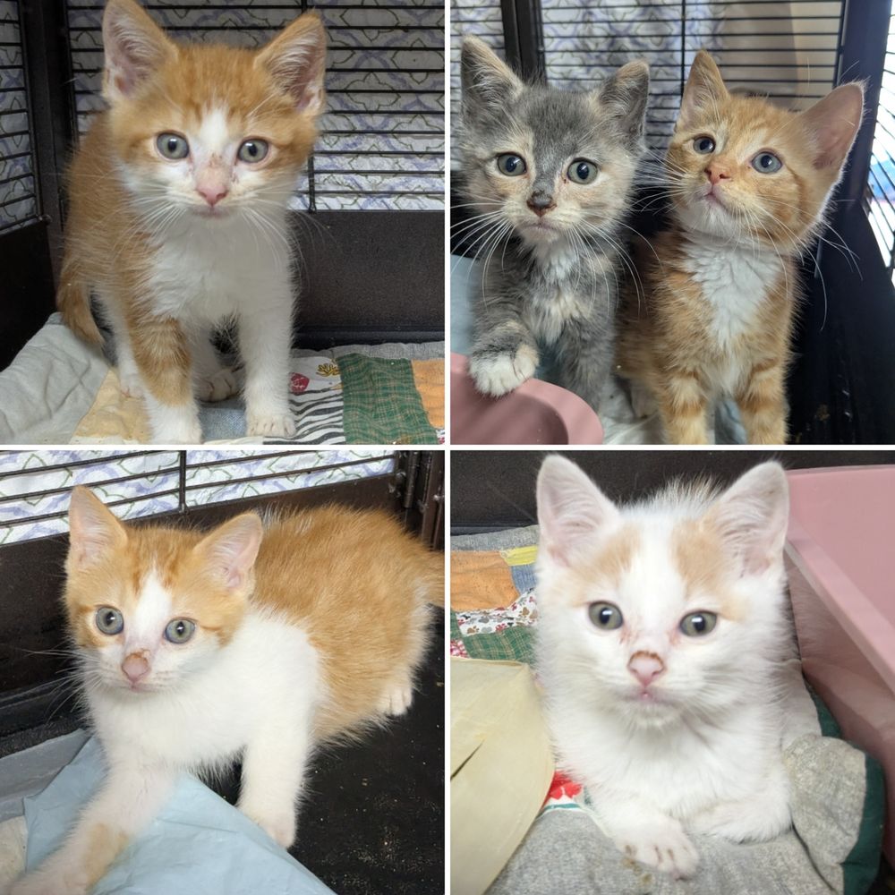 Cosmo, Violet, Marigold, Lupin and Bud