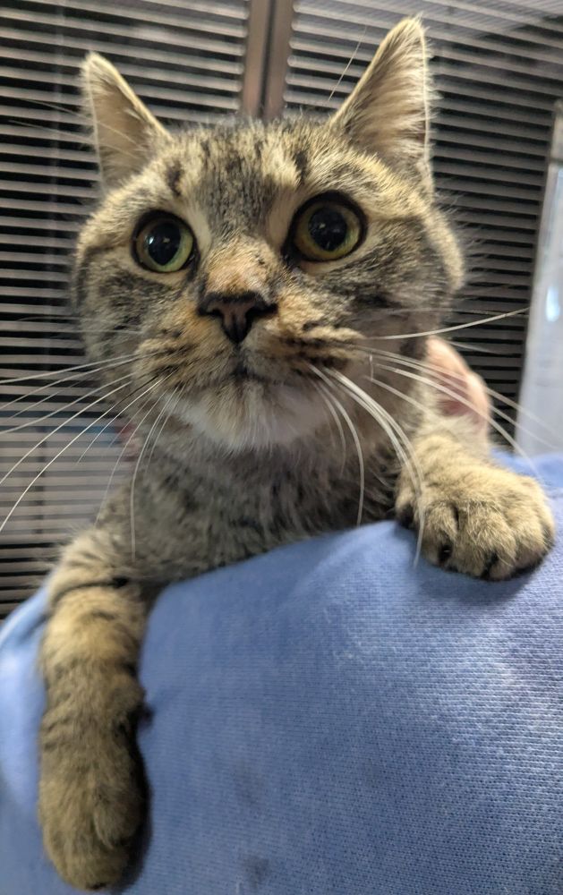 Roisin, a brown tabby