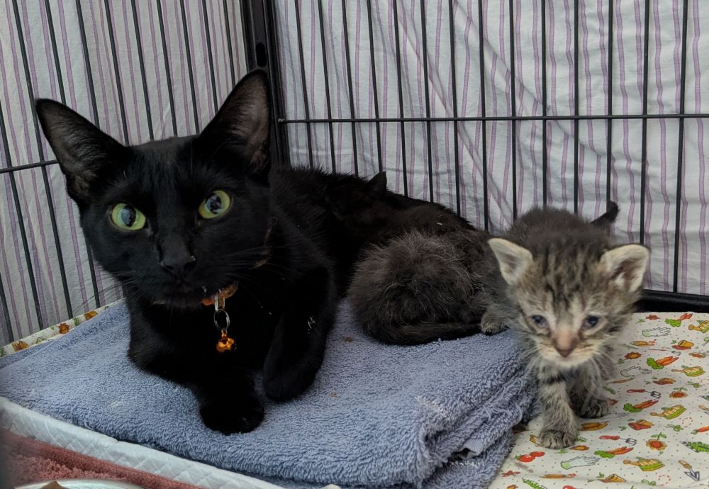 Chanterelle just arrived at the shelter with her three adorable tabby kittens. Her kittens have upper respiratory infections and are receiving treatment.