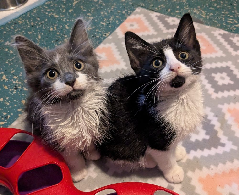 Foghorn Leghorn and Penelope Pussycat 