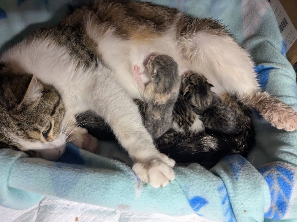 The sweetest stray mama Honey and her four newborn kittens were brought to the shelter on Thursday, having given birth on a stranger's porch