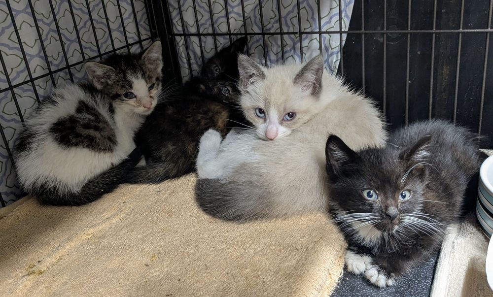 Nandor (brown and white), Marwa (tortie), Nadja (snowshoe Siamese) & Laszlo (tuxedo) were found under a bush. We were called to collect them when they started playing close to the road and the finder was afraid they would run out in front of a car.