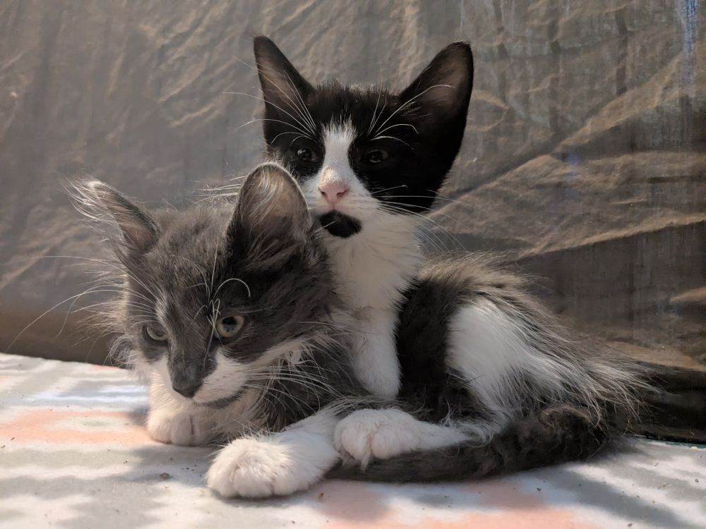 Foghorn Leghorn and Penelope Pussycat