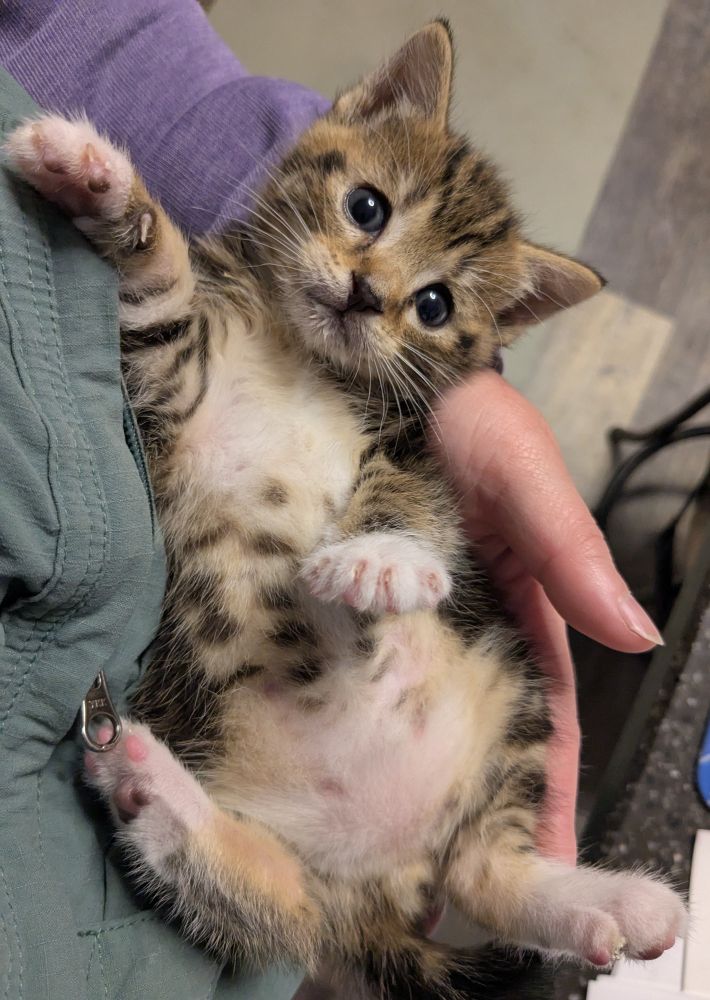 Grogu, a brown tabby kitten, came in on May the fourth! He's eating wet kitten food, but still loves a bottle too. He is about 5 weeks old.