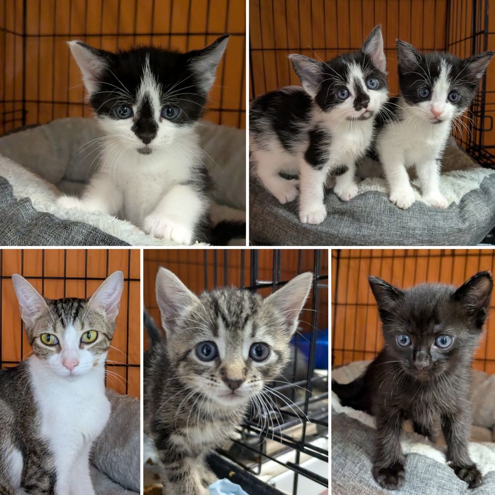 Henry, Adeline, Alice, Eleanor, Clara, and mom Peanut