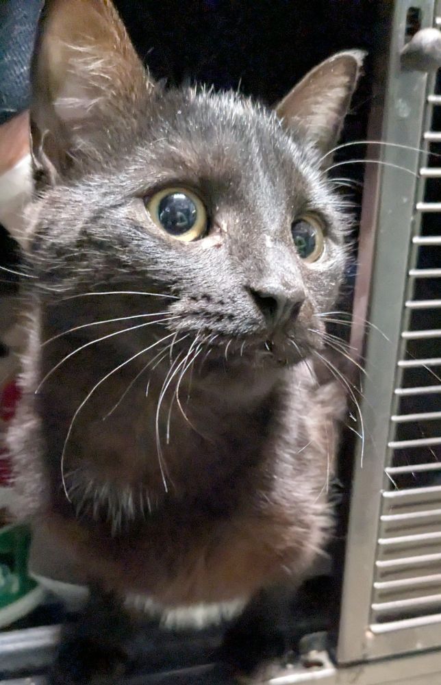 Cupid, a little black cat, is so sweet and snuggly. She's every volunteer's favorite Valentine.