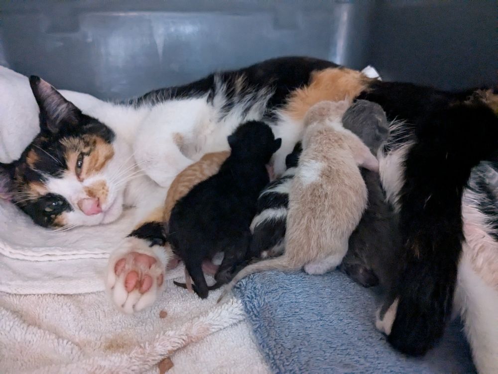 Lisa Lisa and her five kittens in five different colors, found abandoned outside our vet on Tuesday morning