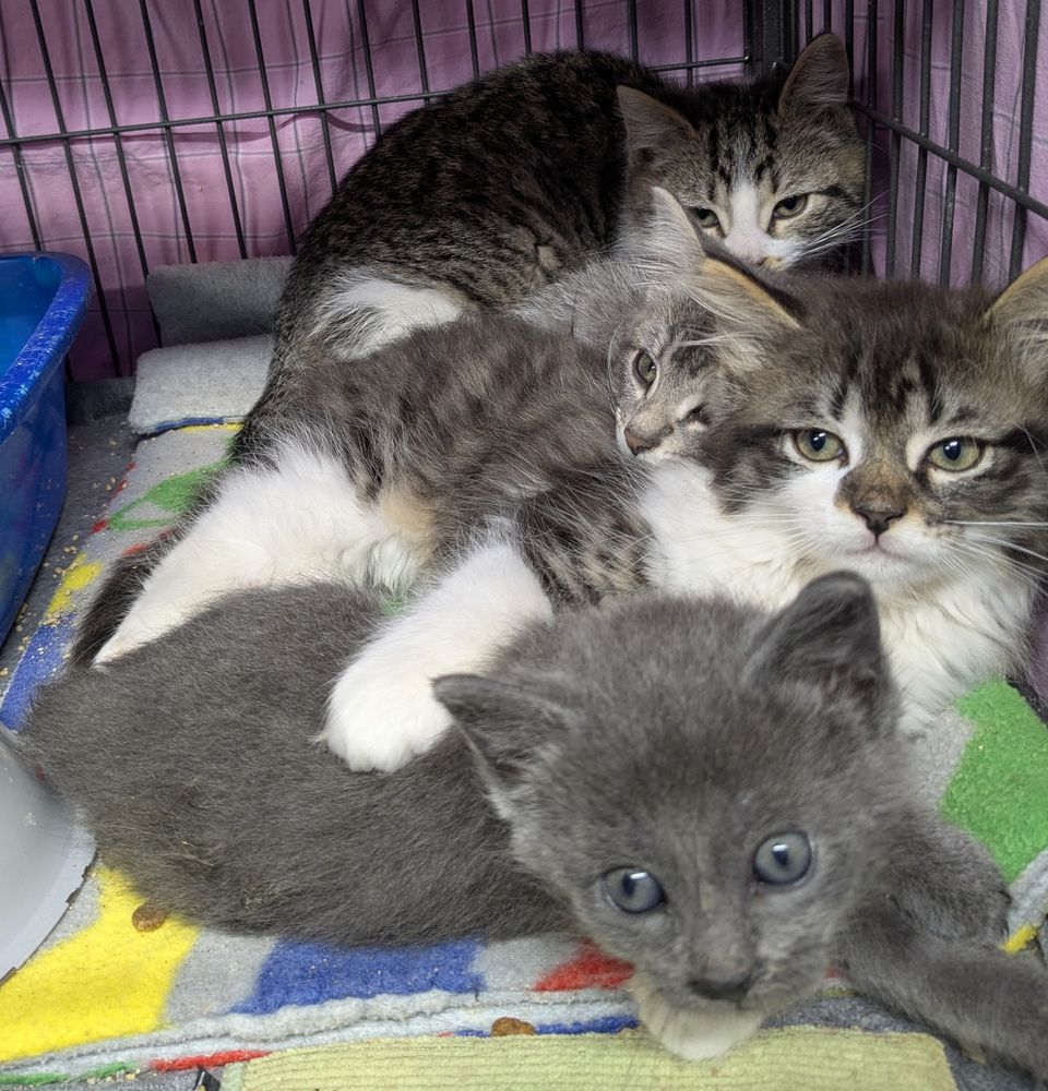 Bacon, Waffles, Eggs, and Gravy are a little spicy, but they'll sweeten up in no time!