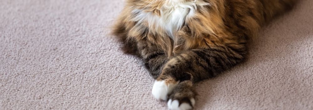 Sphynx and Maine Coon Cats Sharing a Bed Make the Most Confusing Cuddle Puddle