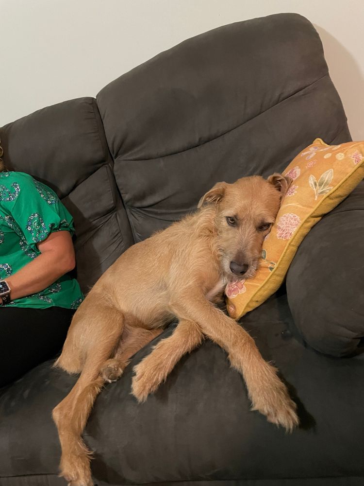 Dog laying on couch with head on cushion looking glum