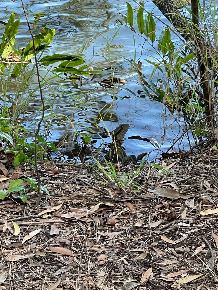 A shot of a water dragon lizard at the water’s edge.