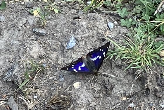 Photo of purple emperor butterfly perched on bare earth, wings outstretched, showing purple-blue sheen with white markings