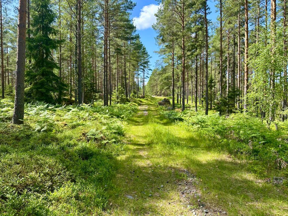 A sunny summers day in the Swedish forests, with an overgrown forest road and tall pine trees