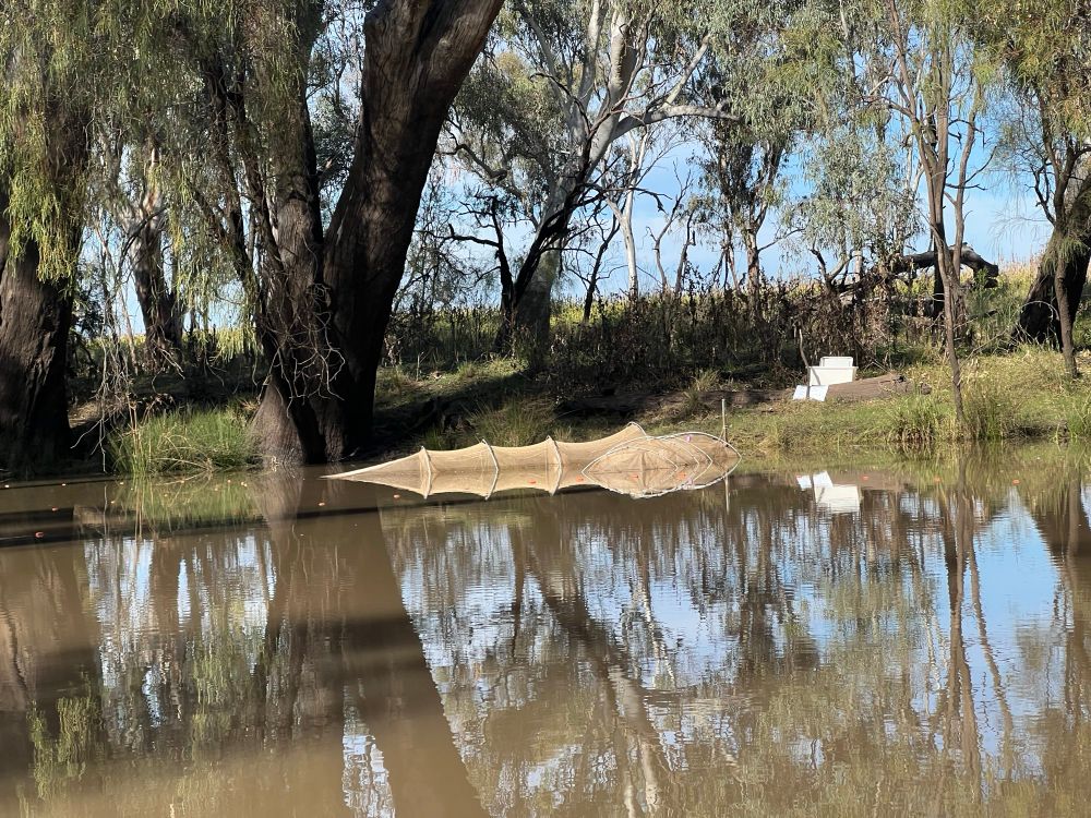 A fyke net set in a river