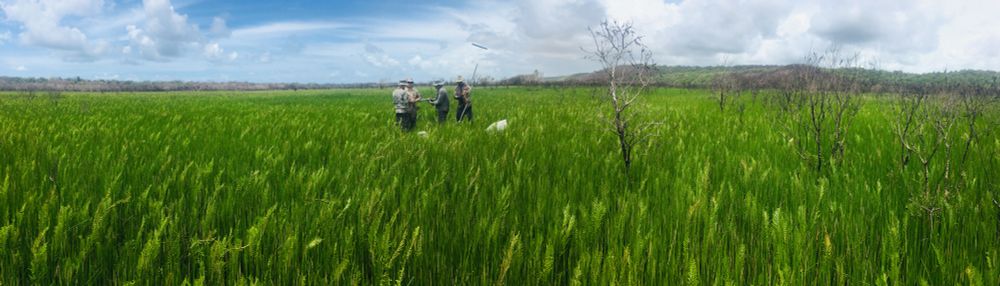 Researchers collecting sediment cores in Eighteen Mile Swamp several months after a fire cleared its typically impenetrable vegetation 
